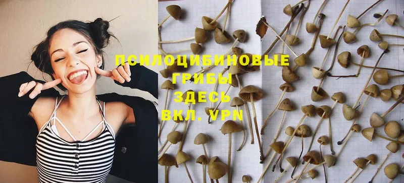 Псилоцибиновые грибы Psilocybe  Артёмовский 